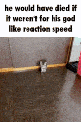 a picture of a cat that says he would have died if it weren 't for his god like reaction speed ..