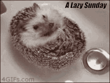 lazy sunday cute animals