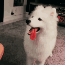 Tongue Out Dog GIF - Tongue Out Dog Cute GIFs