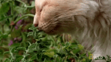 Cat Licking Plant GIF