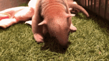 a baby anteater is crawling on a blanket in the grass