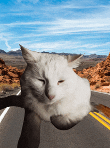 Cat Road GIF - Cat Road Eepy GIFs