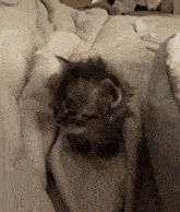 a kitten is laying on a bed with a blanket .