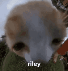 Rye Riley GIF - Rye Riley Amor GIFs
