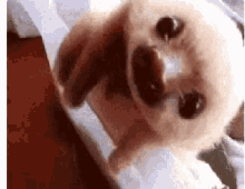 Sloths Are Everything Cute GIF - Sloths Are Everything Cute GIFs