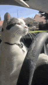 Juhn Driving Cat GIF - Juhn Driving Cat Cat GIFs