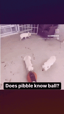 three white dogs are playing with a ball and the caption says does pebble know ball