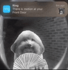 Motion Dog GIF - Motion Dog Ring GIFs