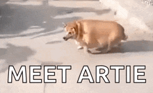Dog Overweight GIF - Dog Overweight Fat GIFs