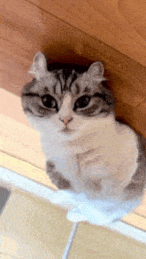 a cat is sitting on a wooden floor and looking at the camera .