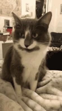 Cat Hungry GIF - Cat Hungry Licking GIFs
