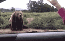Hola Bear GIF - Hola Bear Hi GIFs