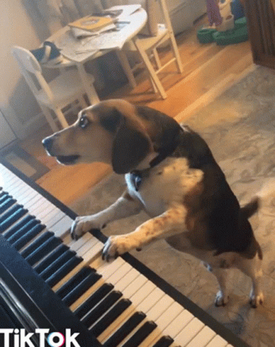 Howling Music GIF - Howling Music Dog GIFs