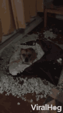 Ruined Bed Dog GIF - Ruined Bed Dog Messy GIFs