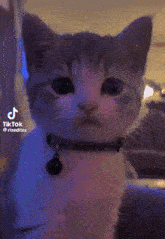 Cat Rizz GIF - Cat Rizz Wink GIFs