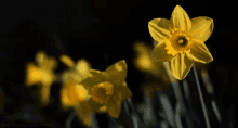 Daffodil GIF