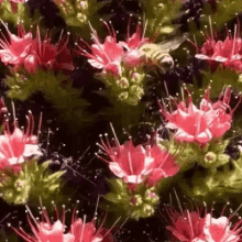 Bees Flowers GIF - Bees Flowers Nature GIFs