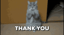 Thanks Thank You GIF - Thanks Thank You Cat GIFs