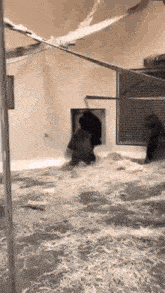 a bear is walking through a doorway in a cage .