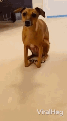 dog walking on hind legs
