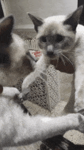 Misty Cat GIF - Misty Cat GIFs
