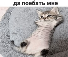 a kitten is laying on its back on a fluffy blanket with russian writing above it
