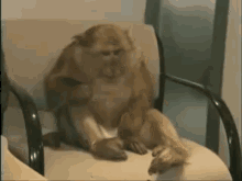 Monkey See, Monkey Achoo GIF - Monkey Sit Sneeze GIFs