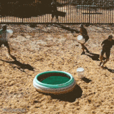 Dropping A Ball In The Pool How Ridiculous GIF - Dropping A Ball In The Pool How Ridiculous Splashing Water GIFs