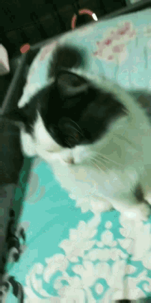 Sleepy Sleepy Cat GIF - Sleepy Sleepy Cat Sleeping Beauty GIFs
