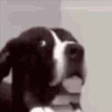 Seriously Dog GIF - Seriously Dog Are GIFs