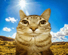 Zazucat Gato GIF - Zazucat Zazu Cat GIFs