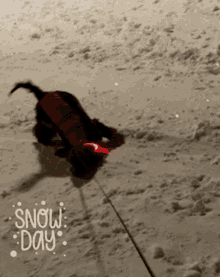 Dog Snow GIF - Dog Snow GIFs