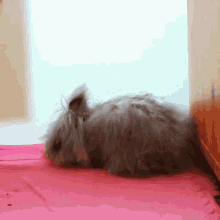 Tired Rabbit GIF - Tired Rabbit Jazzie GIFs
