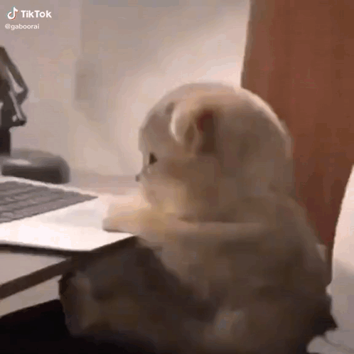 Angry Cat Typing GIF