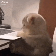 Mad Cat GIF - Mad Cat Pussy GIFs