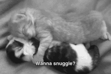 Do Ya, Do Ya? GIF - Wannasnuggle Snuggle Cute GIFs