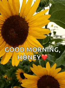 Happy Sunflower GIF - Happy Sunflower Loving GIFs