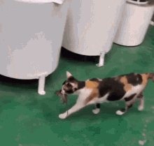 Cat And Mouse Friends Come Eat GIF - Cat And Mouse Friends Come Eat Eat This GIFs