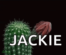 a cactus with the name jackie written on it