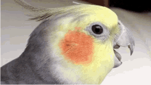 Bird Shocked GIF - Bird Shocked GIFs