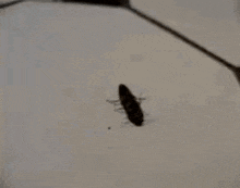 Click Beetle Click Bug GIF - Click Beetle Click Bug Bug GIFs