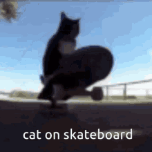 Gato Cat GIF - Gato Cat Skateboard GIFs