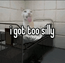 I Got Too Silly Padded Room GIF - I Got Too Silly Silly Padded Room GIFs