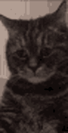 Sad Cat GIF - Sad Cat GIFs
