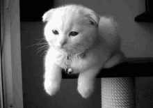 Cat Wink GIF - Cat Wink White GIFs
