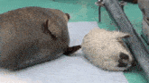 two seals are laying on a green surface .
