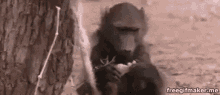 Baboon Thirsty GIF - Baboon Thirsty GIFs