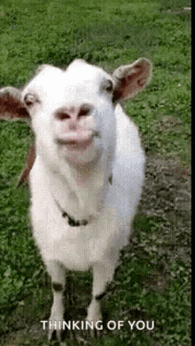 Goat Goat Lick GIF - Goat Goat Lick Tongue Out GIFs