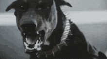 Enigmadogs GIF