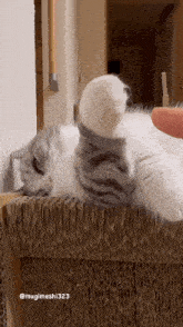a cat laying on its back being petted by a person 's finger .